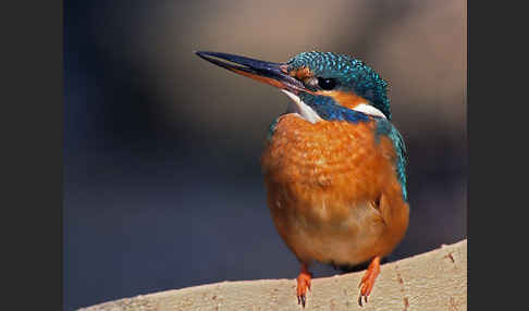 Eisvogel (Alcedo atthis)