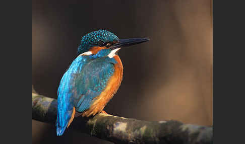 Eisvogel (Alcedo atthis)