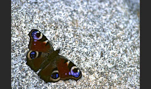 Tagpfauenauge (Inachis io)