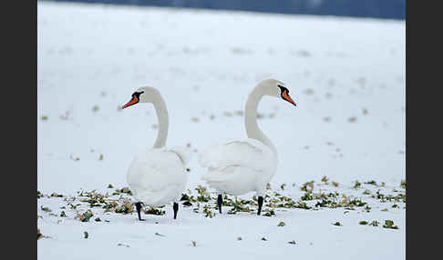 Höckerschwan (Cygnus olor)