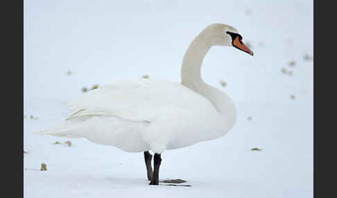 Höckerschwan (Cygnus olor)