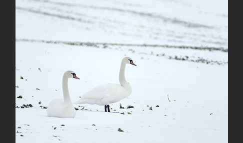 Höckerschwan (Cygnus olor)