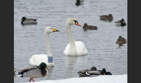 Höckerschwan (Cygnus olor)