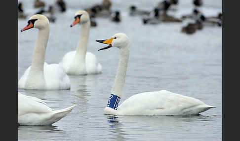 Höckerschwan (Cygnus olor)