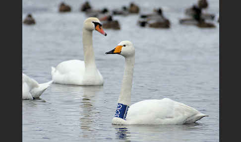 Höckerschwan (Cygnus olor)