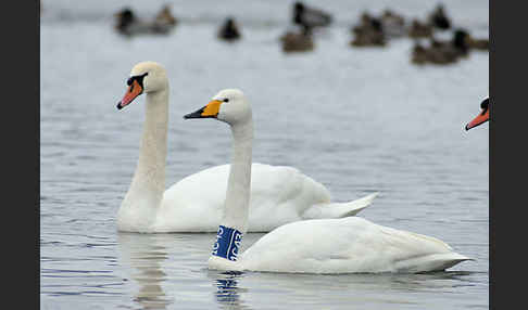 Höckerschwan (Cygnus olor)