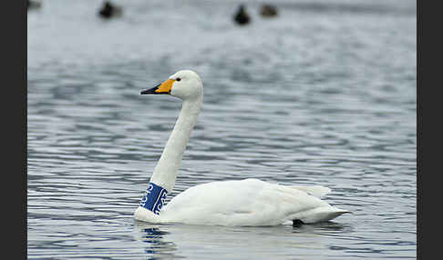 Singschwan (Cygnus cygnus)