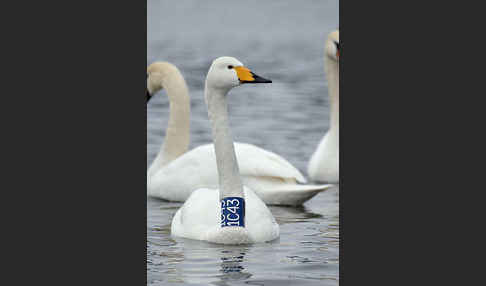 Höckerschwan (Cygnus olor)