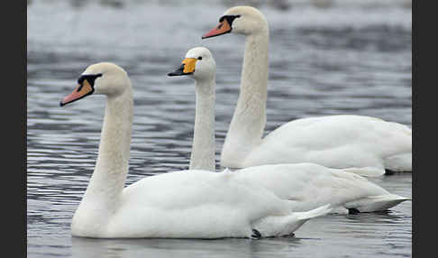 Höckerschwan (Cygnus olor)