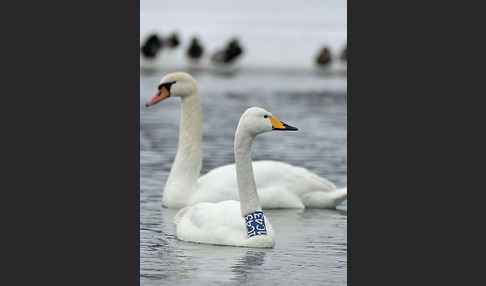 Höckerschwan (Cygnus olor)