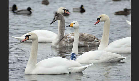 Höckerschwan (Cygnus olor)