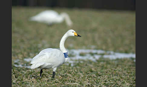 Singschwan (Cygnus cygnus)