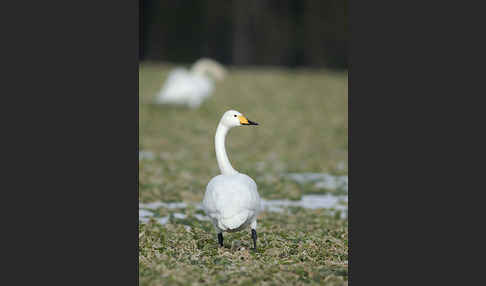 Singschwan (Cygnus cygnus)