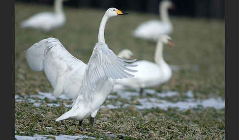 Singschwan (Cygnus cygnus)