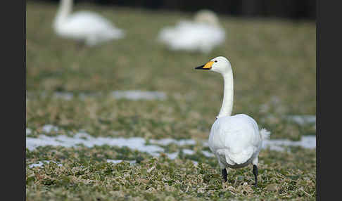 Singschwan (Cygnus cygnus)