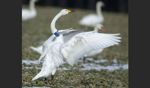 Singschwan (Cygnus cygnus)