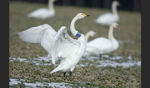 Singschwan (Cygnus cygnus)