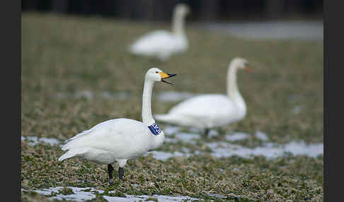 Singschwan (Cygnus cygnus)