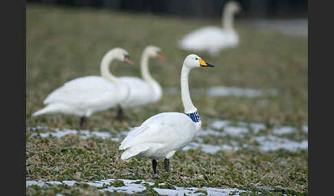 Höckerschwan (Cygnus olor)