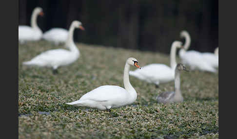 Höckerschwan (Cygnus olor)