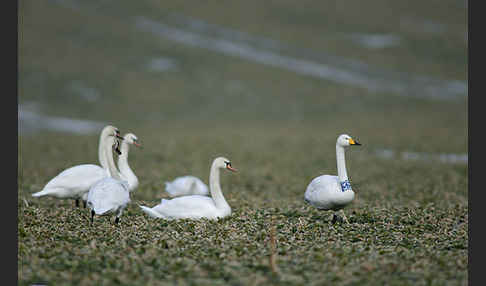 Höckerschwan (Cygnus olor)