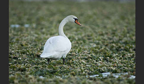 Höckerschwan (Cygnus olor)