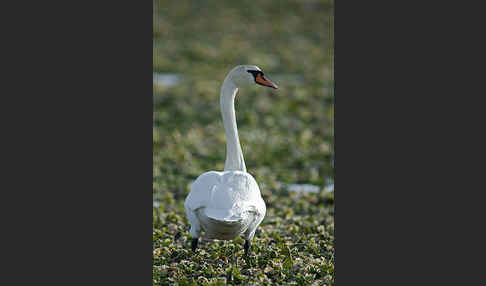 Höckerschwan (Cygnus olor)