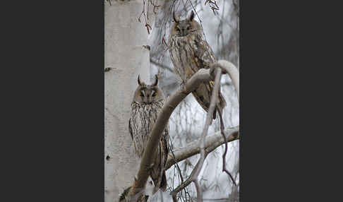 Waldohreule (Asio otus)