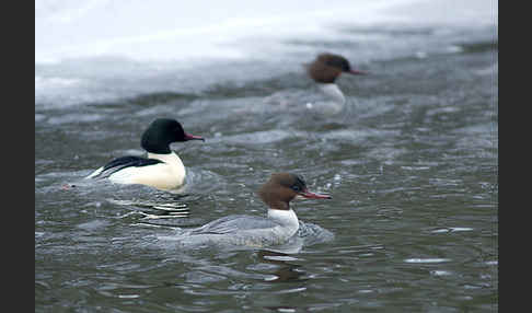 Gänsesäger (Mergus merganser)