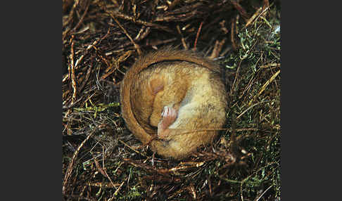 Haselmaus (Muscardinus avellanarius)