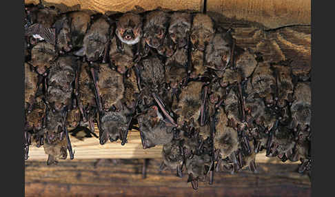 Mausohr (Myotis myotis)