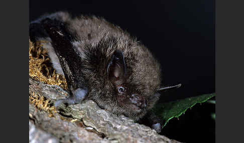 Große Bartfledermaus (Myotis brandti)