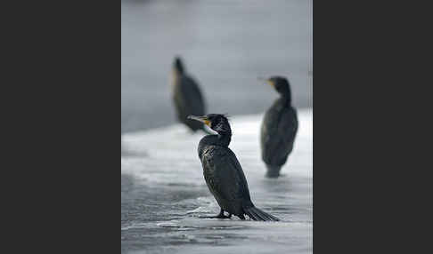 Kormoran (Phalacrocorax carbo)