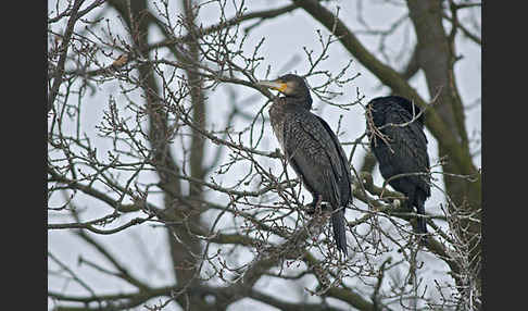 Kormoran (Phalacrocorax carbo)