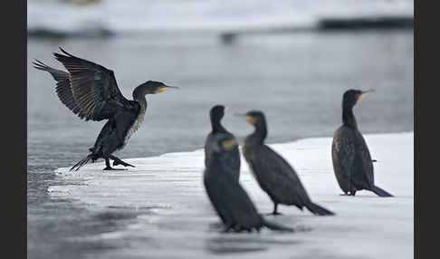 Kormoran (Phalacrocorax carbo)