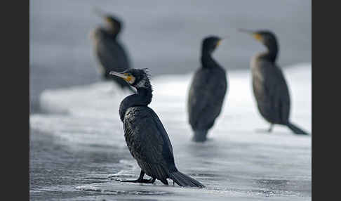 Kormoran (Phalacrocorax carbo)