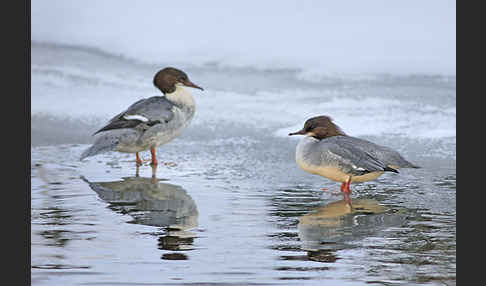 Gänsesäger (Mergus merganser)