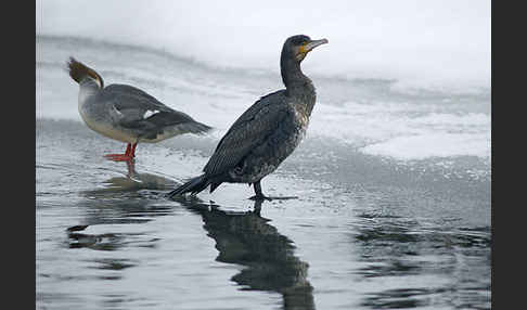 Gänsesäger (Mergus merganser)