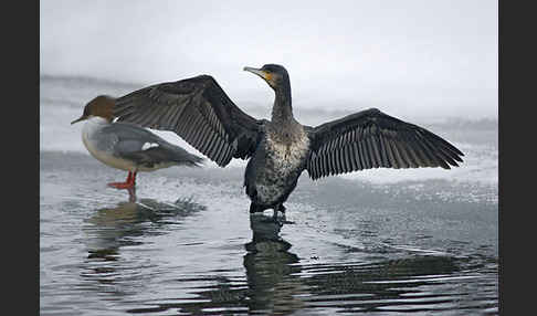 Gänsesäger (Mergus merganser)