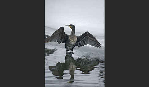 Kormoran (Phalacrocorax carbo)