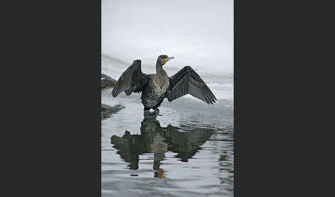 Kormoran (Phalacrocorax carbo)