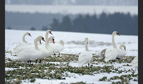 Höckerschwan (Cygnus olor)