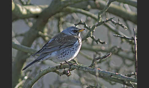 Wacholderdrossel (Turdus pilaris)