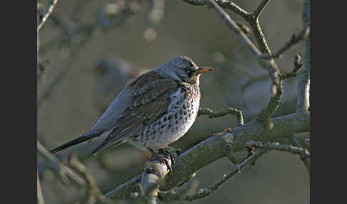 Wacholderdrossel (Turdus pilaris)