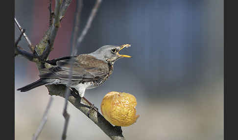 Wacholderdrossel (Turdus pilaris)