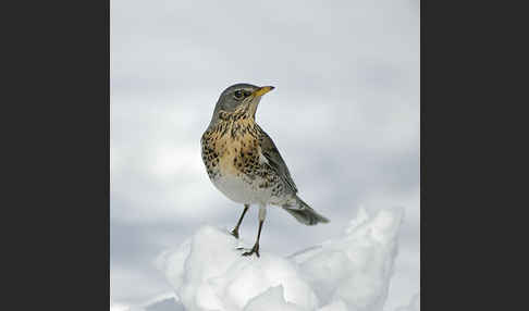 Wacholderdrossel (Turdus pilaris)