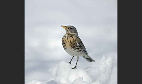 Wacholderdrossel (Turdus pilaris)