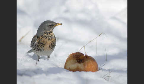 Wacholderdrossel (Turdus pilaris)