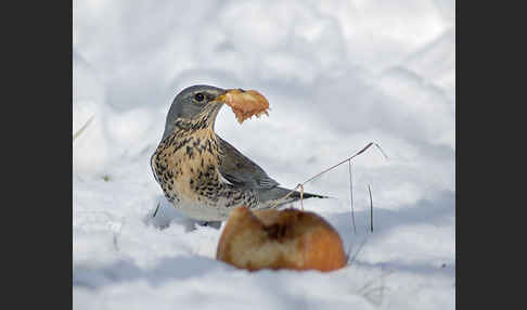 Wacholderdrossel (Turdus pilaris)