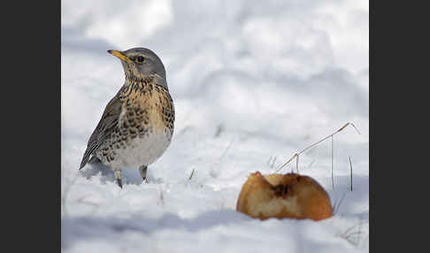 Wacholderdrossel (Turdus pilaris)